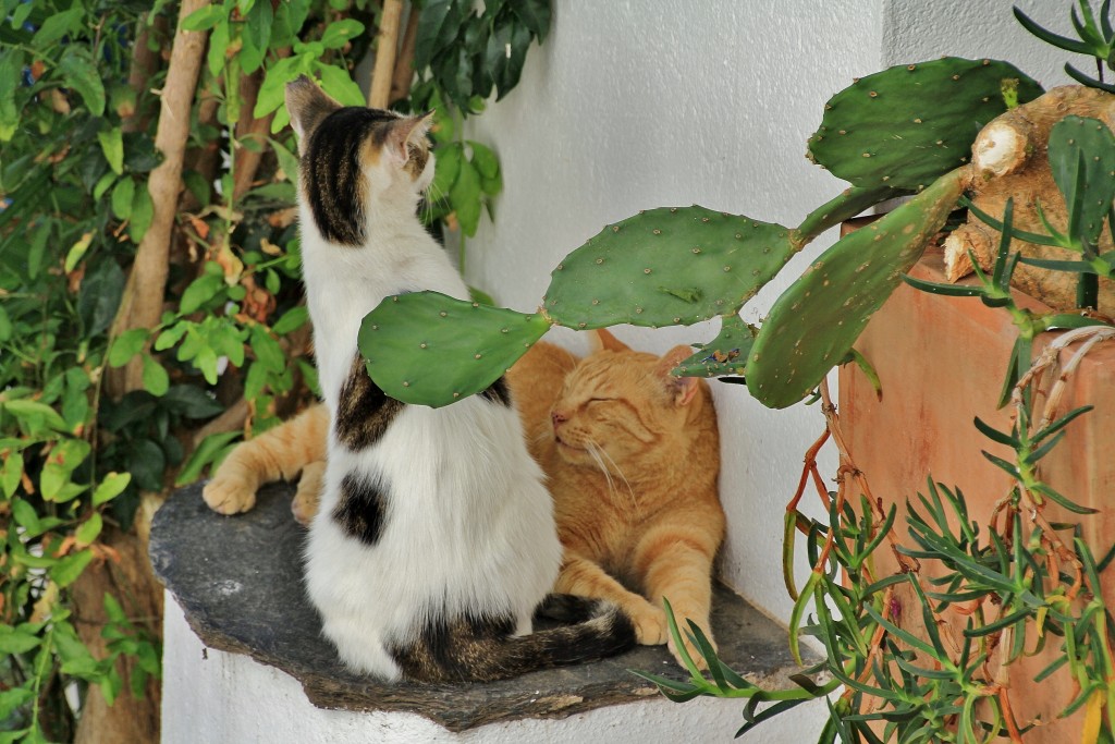 Foto: Gatitos - Cadaqués (Girona), España