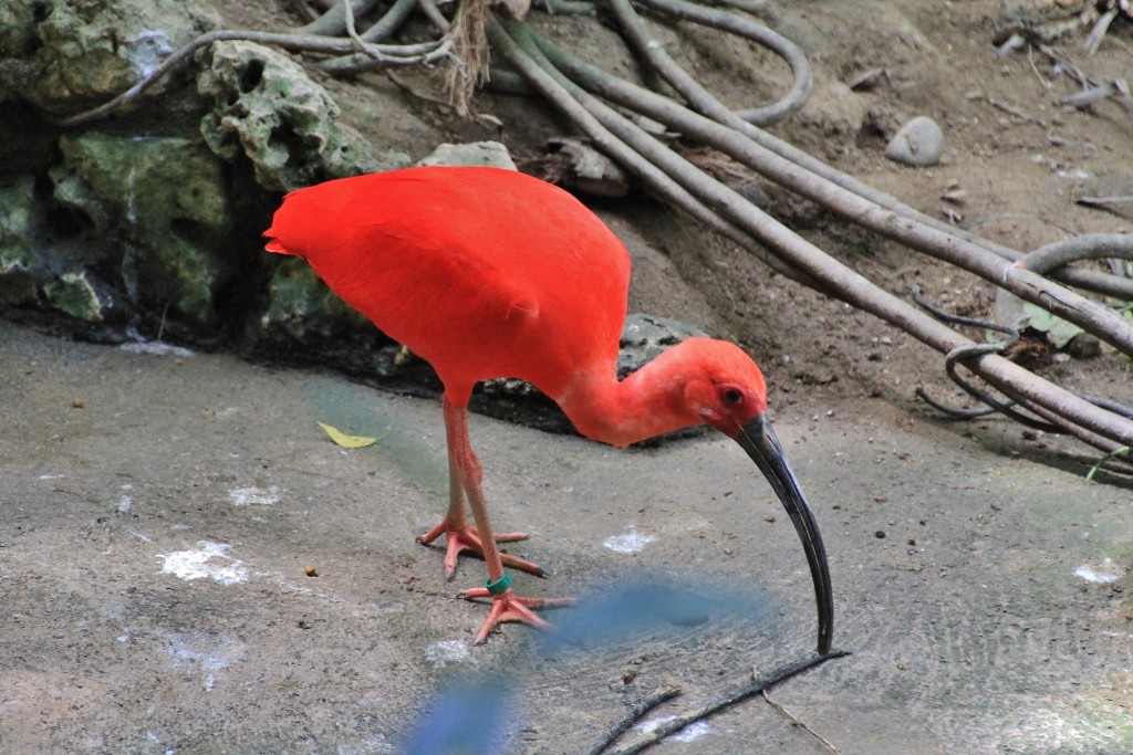 Foto: Butterfly Park - Castelló d´Empuries (Girona), España
