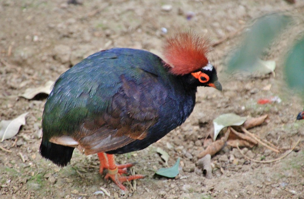 Foto: Butterflay Park - Castelló d´Empuries (Girona), España
