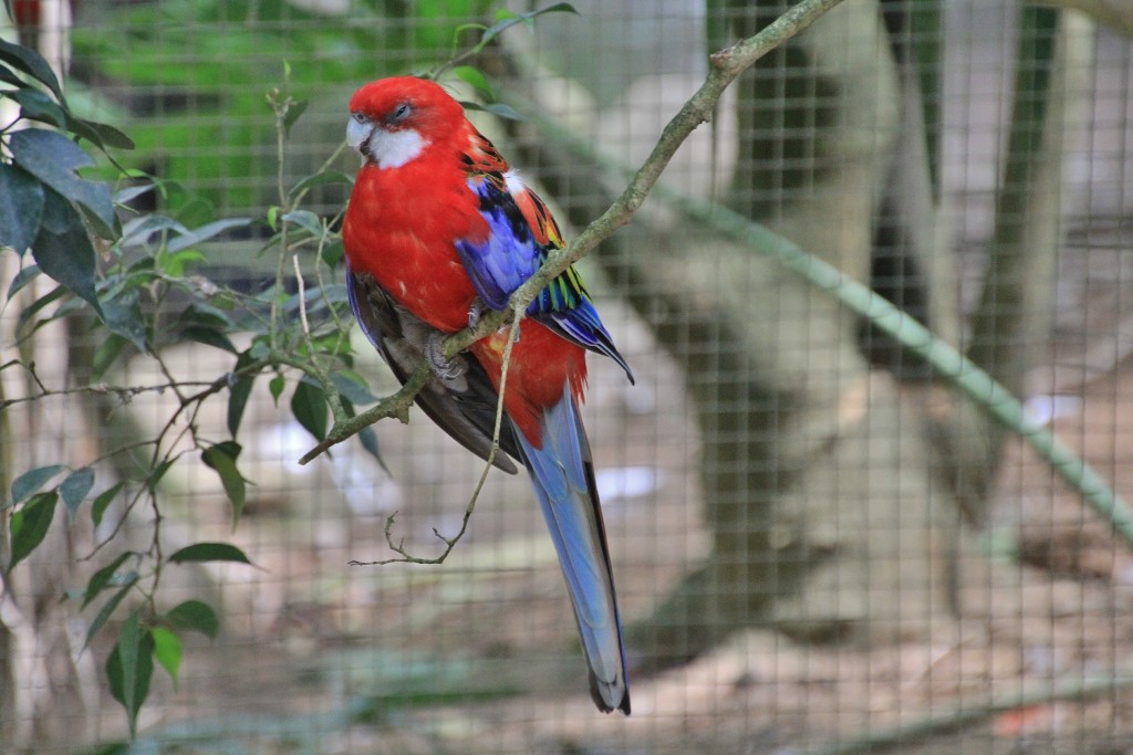 Foto: Butterfly Park - Castelló d´Empuries (Girona), España