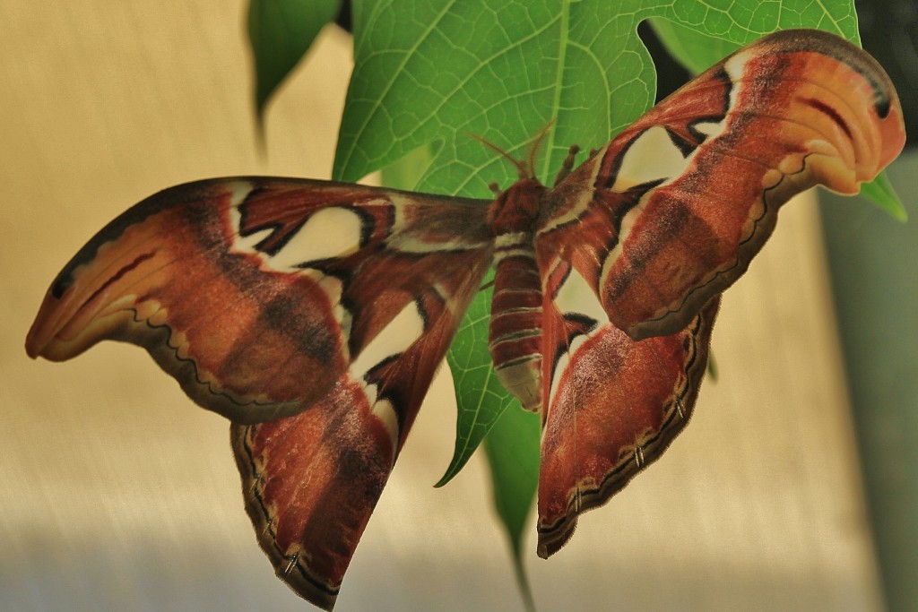 Foto: Butterfly Park - Castelló d´Empuries (Girona), España