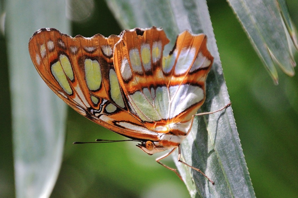 Foto: Butterfly Park - Castelló d´Empuries (Girona), España