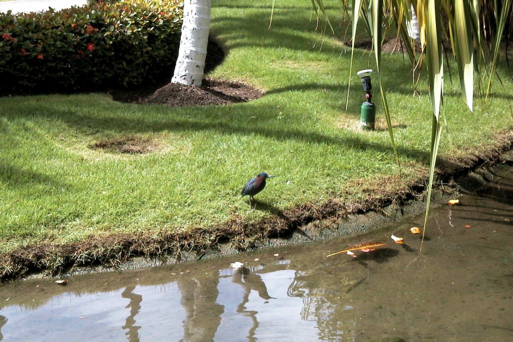 Foto: Un Martín pescador - Punta Cana (La Altagracia), República Dominicana