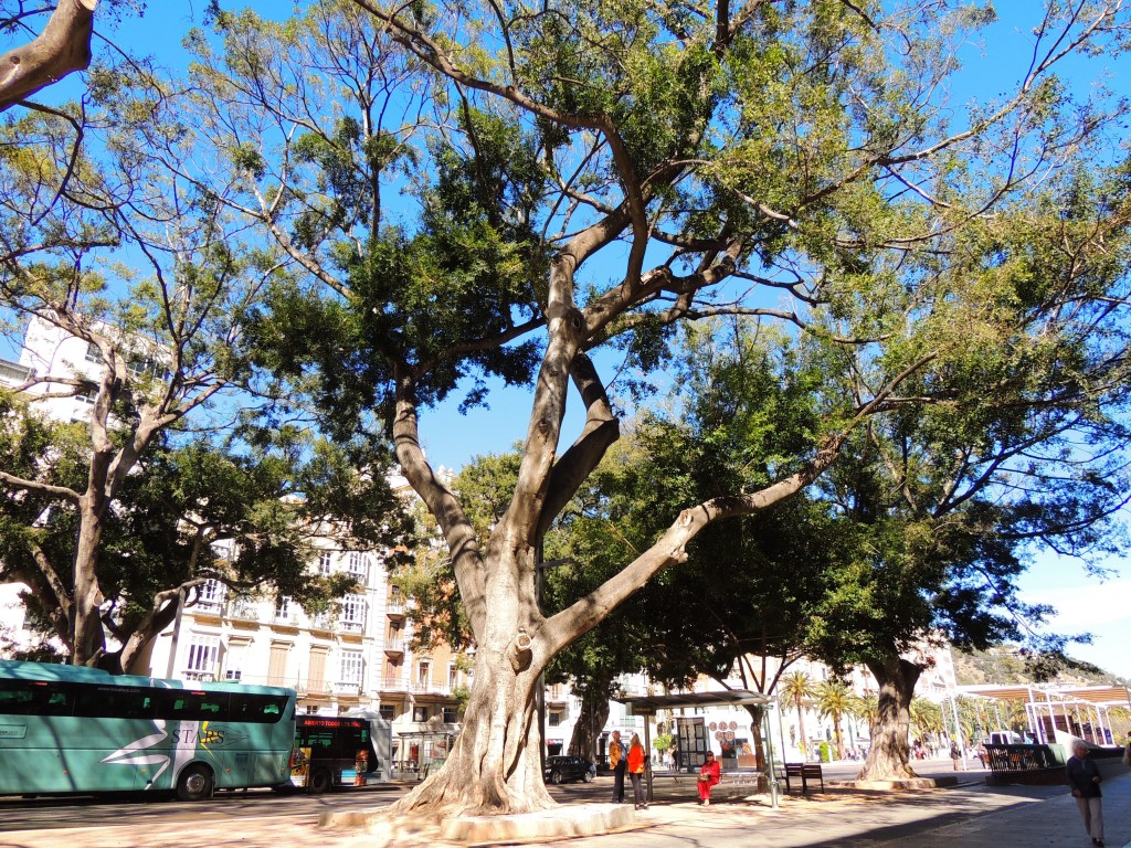Foto de Málaga (Andalucía), España