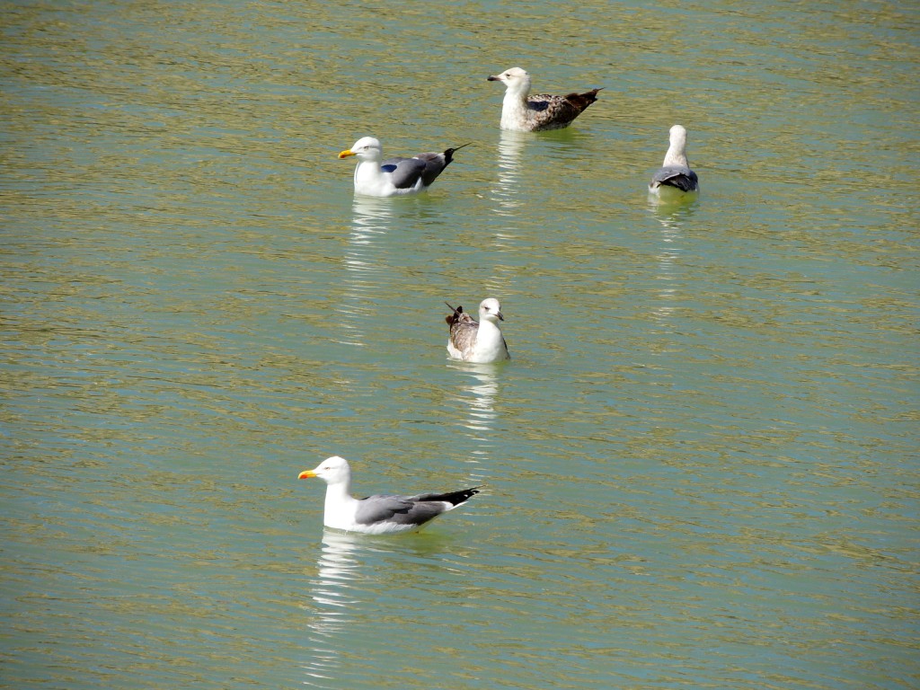 Foto de Málaga (Andalucía), España