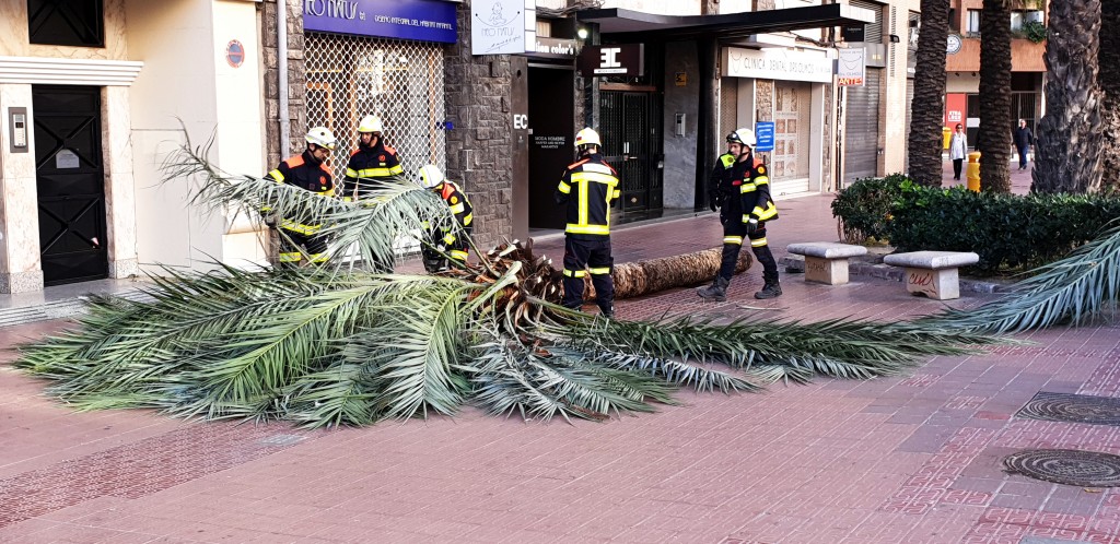 Foto: Bomberos retirando una palmera - Valencia (València), España