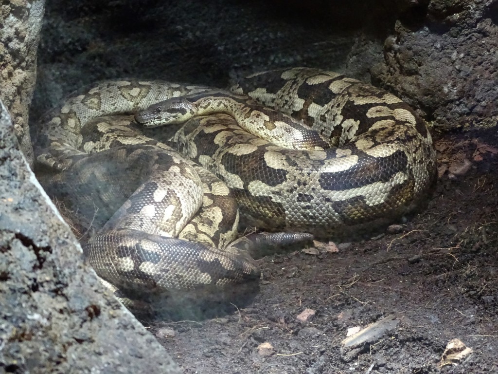 Foto: Boa Bioparc - Valencia (València), España