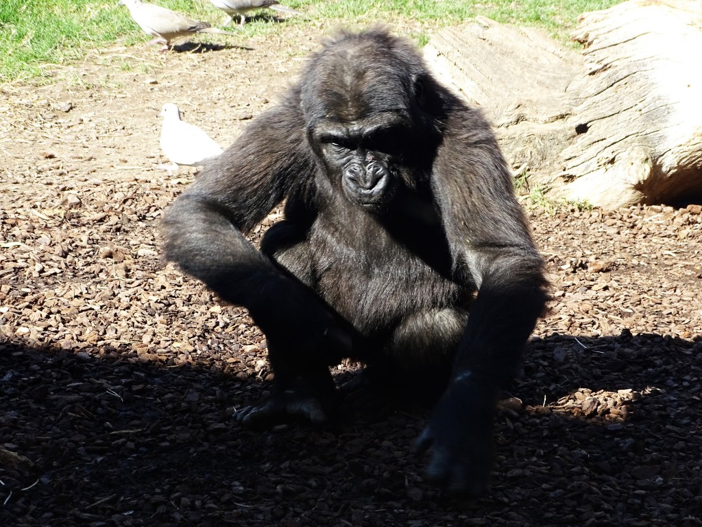 Foto: Bioparc - Valencia (València), España