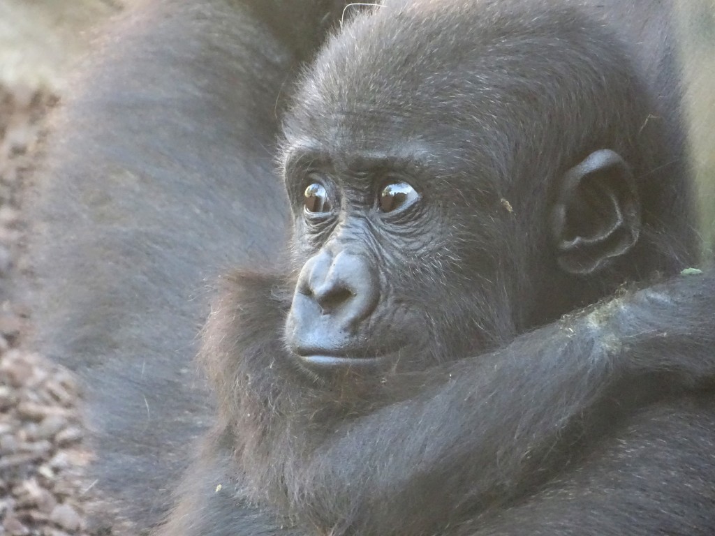 Foto: Bioparc - Valencia (València), España