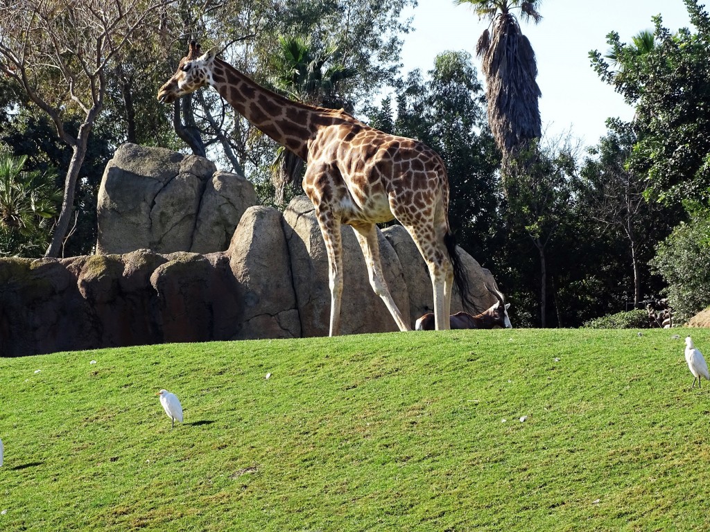 Foto: Bioparc - Valencia (València), España