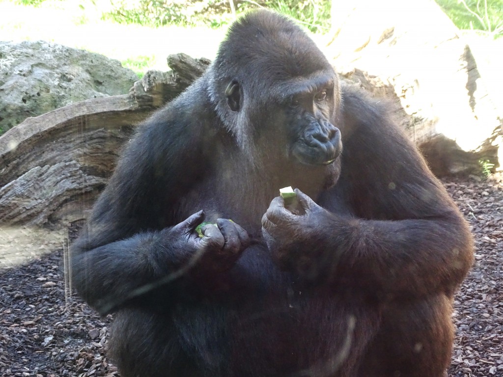 Foto: Bioparc - Valencia (València), España