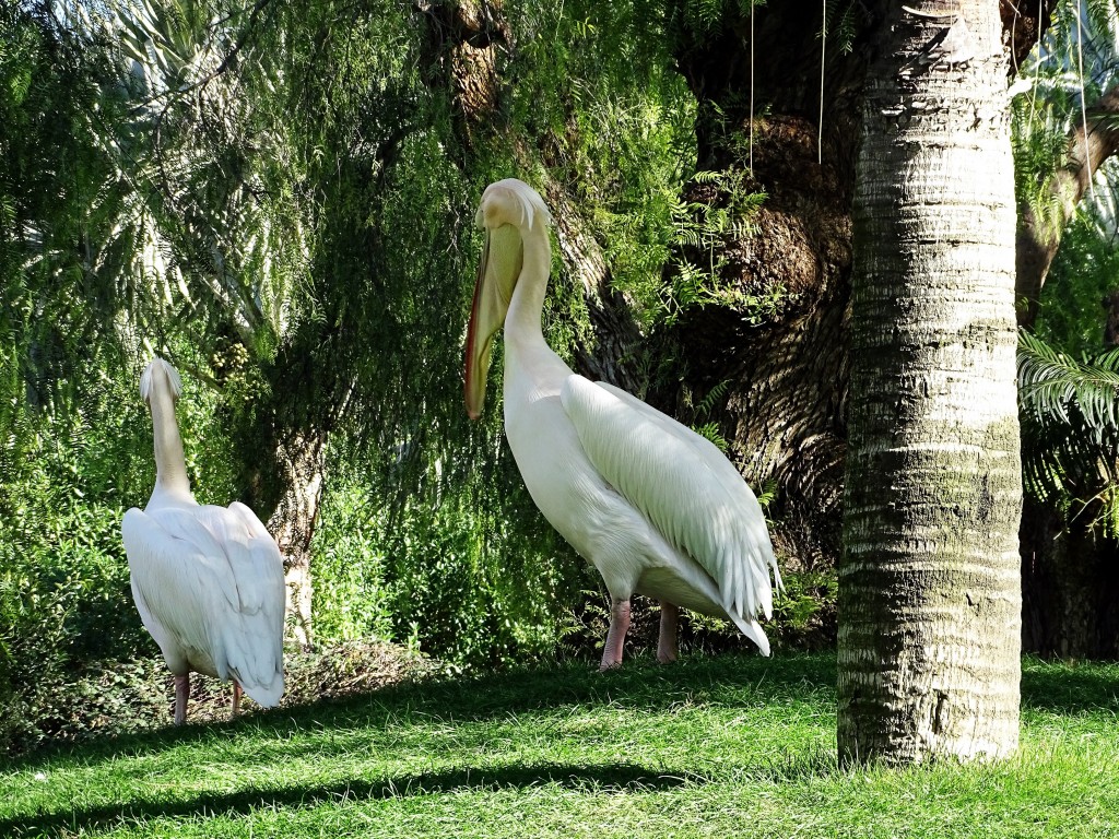 Foto: Bioparc - Valencia (València), España