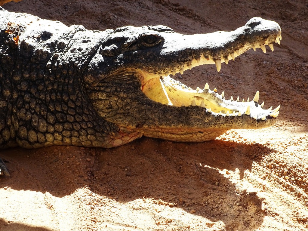 Foto: Bioparc - Valencia (València), España