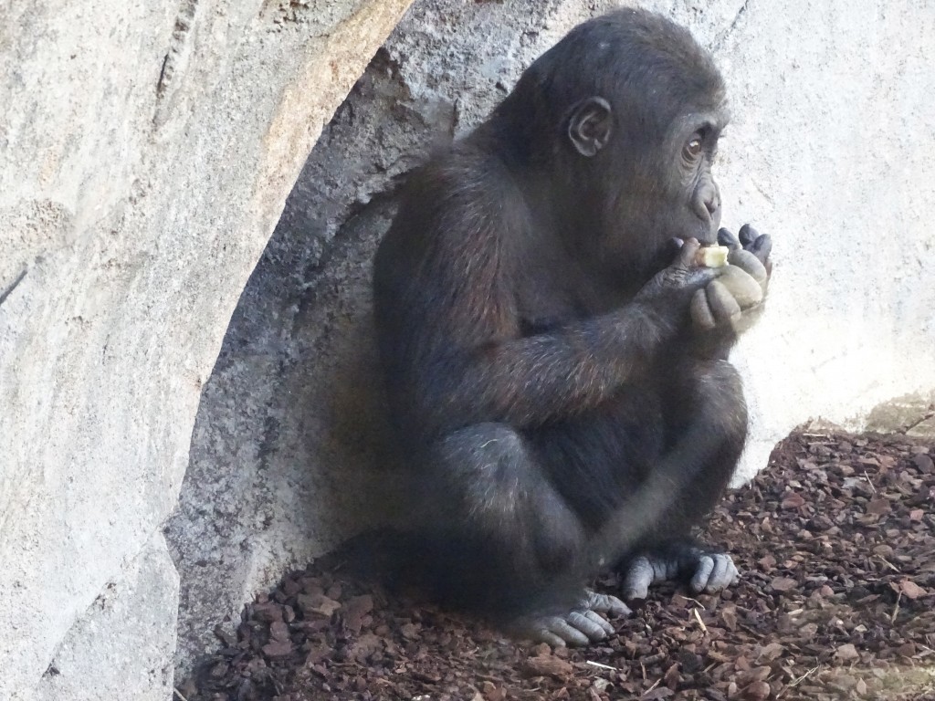 Foto: Bioparc - Valencia (València), España