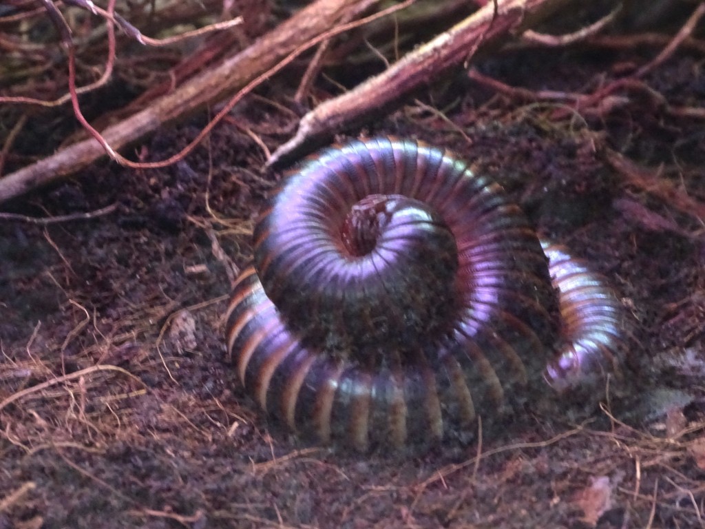 Foto: Pequeña serpiente - Valencia (València), España