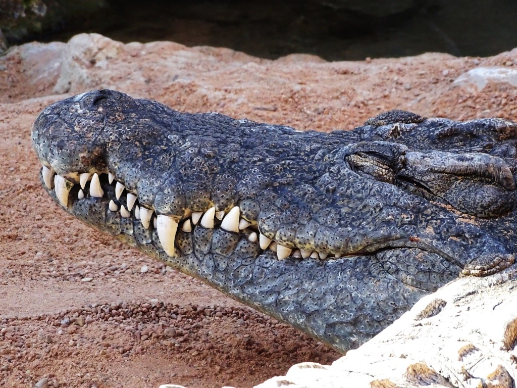 Foto: Bioparc - Valencia (València), España