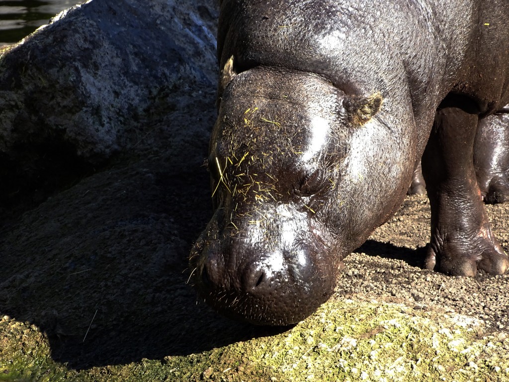 Foto: Bioparc - Valencia (València), España