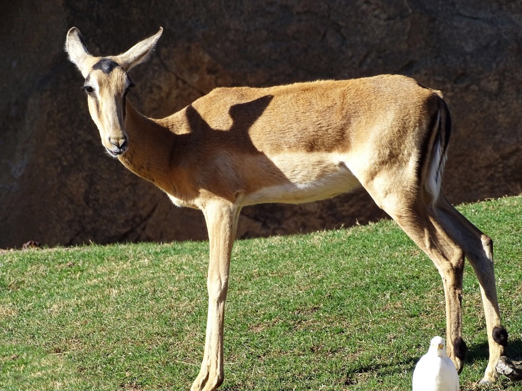 Foto: Bioparc - Valencia (València), España