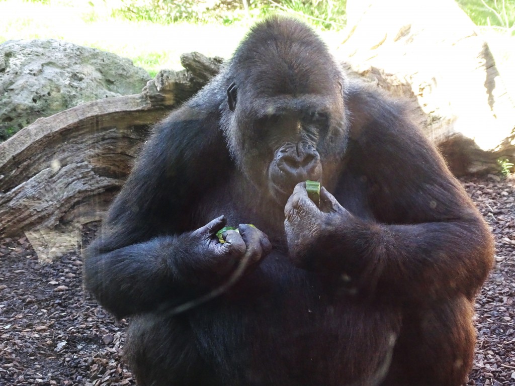 Foto: Bioparc - Valencia (València), España
