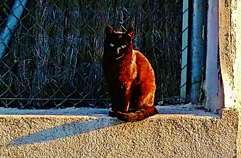 Foto: Plaça Ventura Gasol - Llinars del Vallès (Barcelona), España