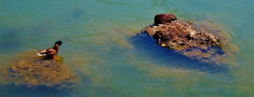 Foto: Río Po - Torino (Piedmont), Italia