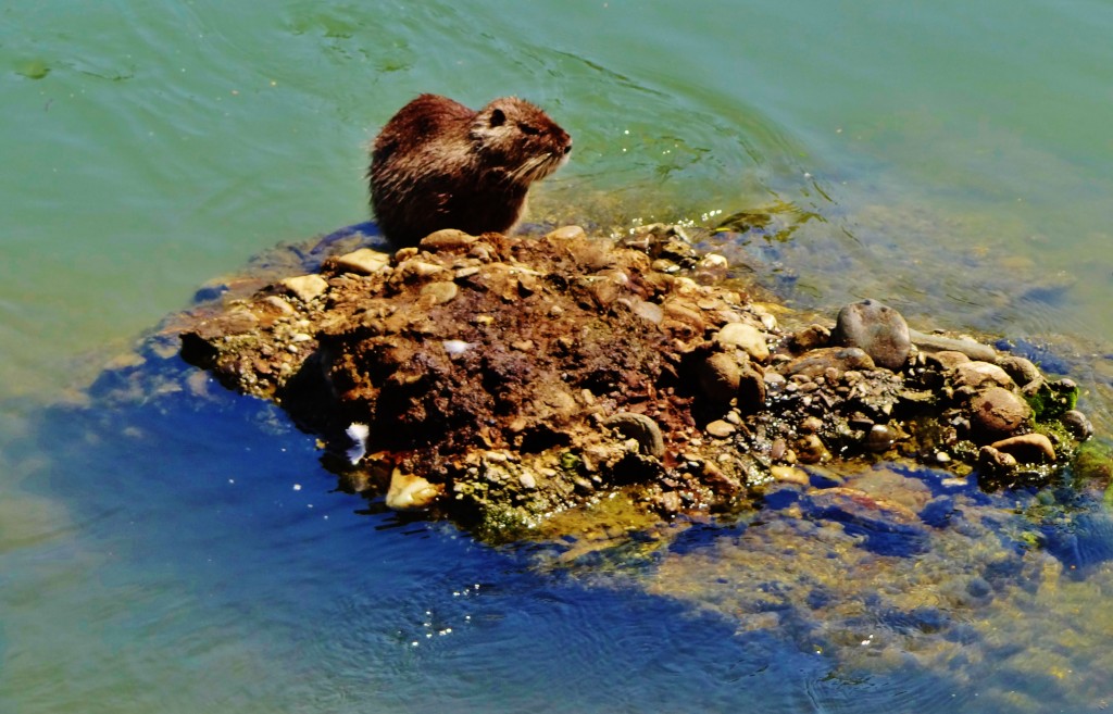 Foto: Río Po - Torino (Piedmont), Italia