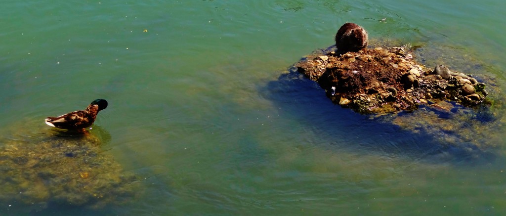 Foto: Río Po - Torino (Piedmont), Italia