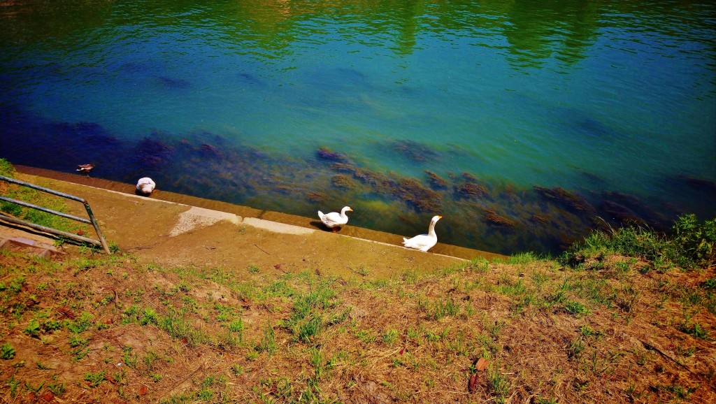 Foto: Río Po - Torino (Piedmont), Italia