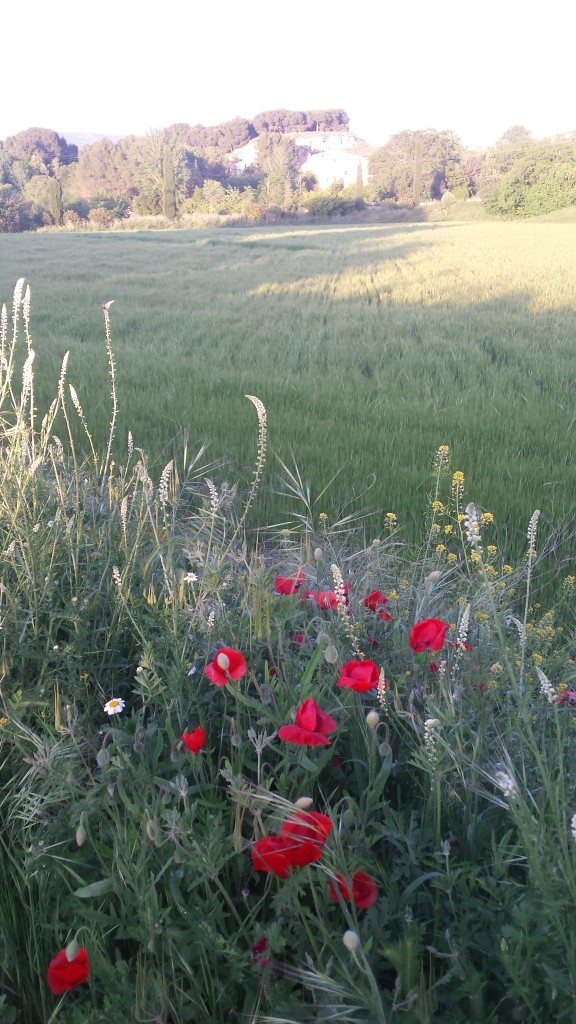 Foto: Primavera 2020 - Calatayud (Zaragoza), España