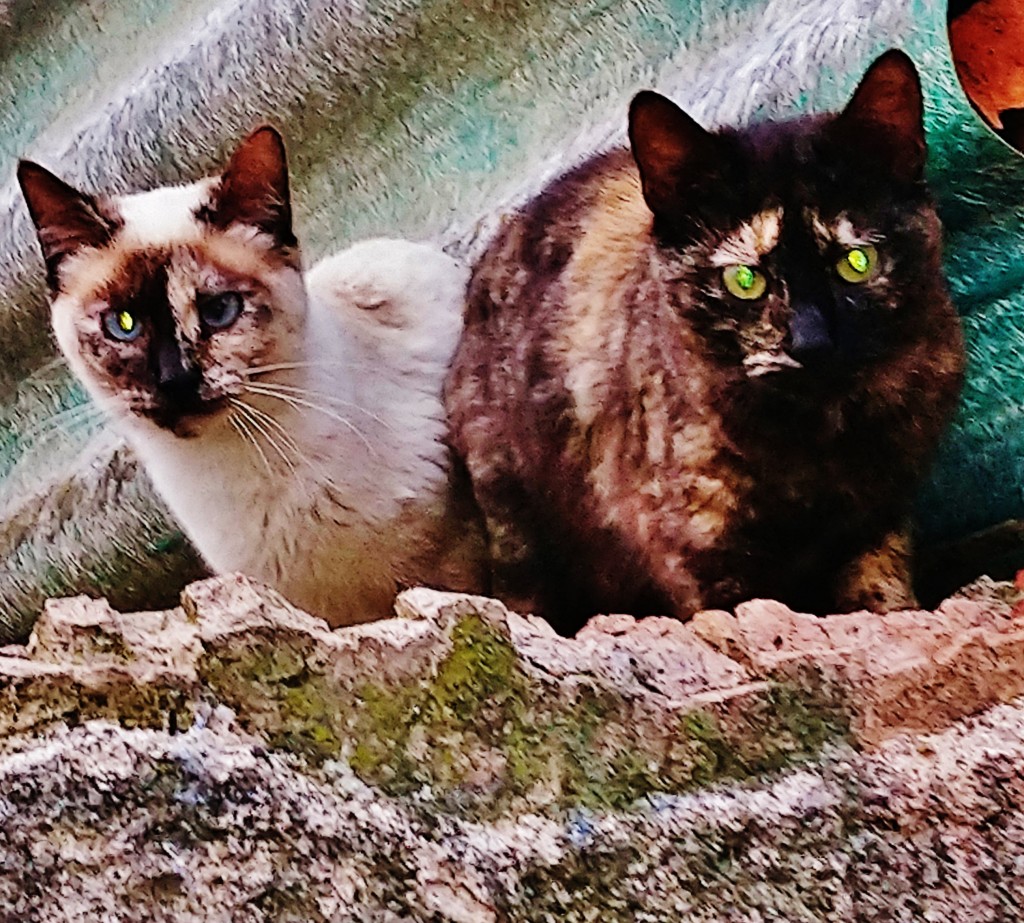 Foto: Gatitos Callejeros - Llinars del Vallès (Barcelona), España