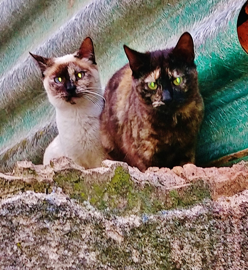 Foto: Gatitos Callejeros - Llinars del Vallès (Barcelona), España