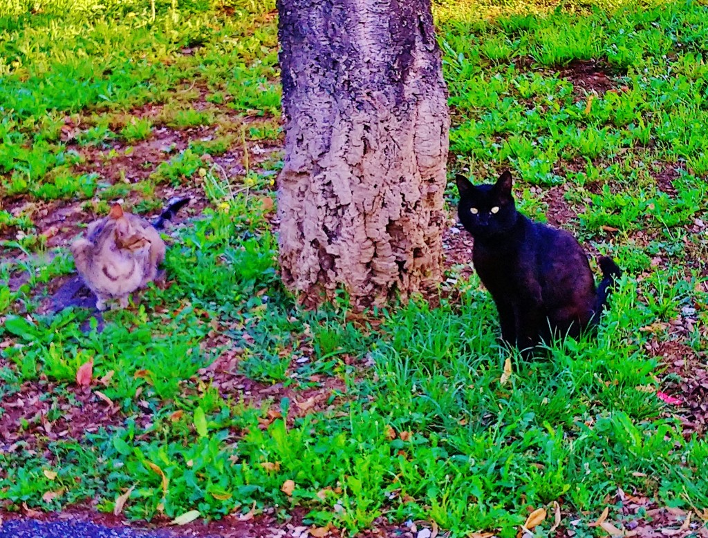 Foto: Gatitos Callejeros - Llinars del Vallès (Barcelona), España