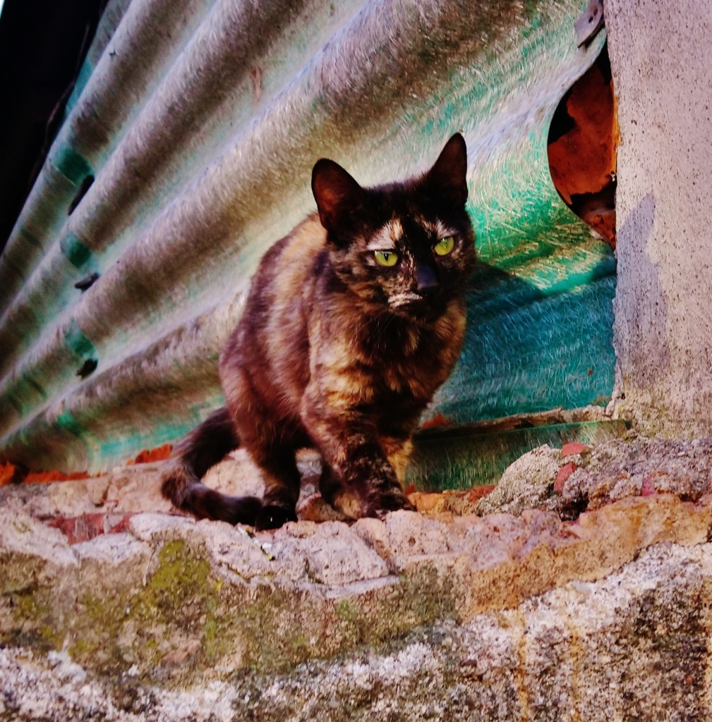 Foto: Gatitos Callejeros - Llinars del Vallès (Barcelona), España