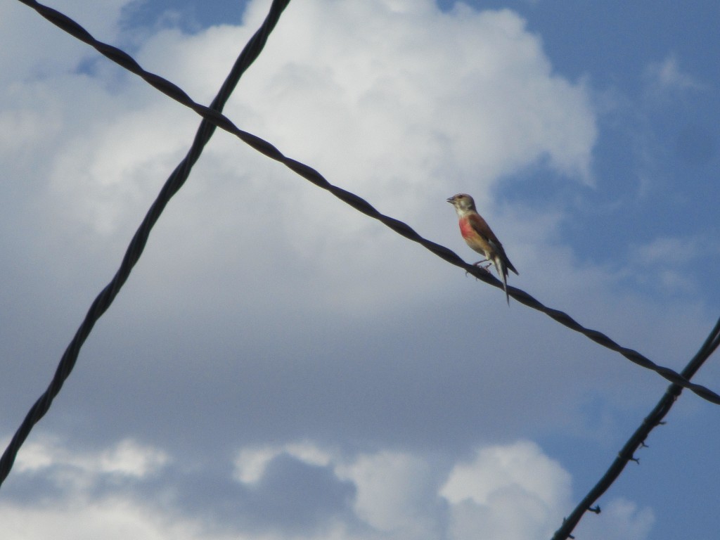 Foto: Colorido pajarito cantor posado sobre un cable - Mazuecos (Guadalajara), España