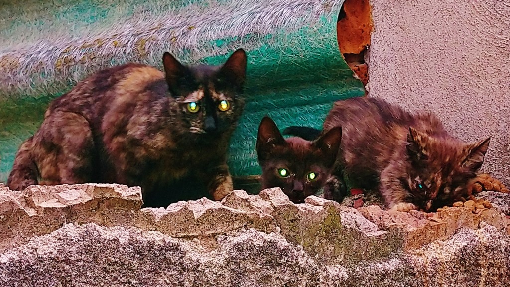 Foto: Gatitos Callejeros - Llinars del Vallès (Barcelona), España