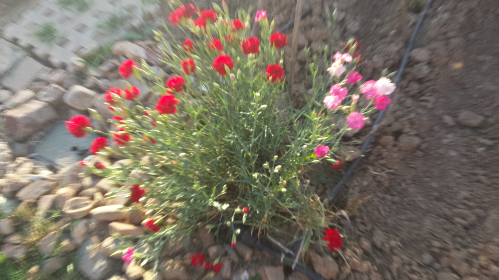 Foto: Primavera 2020 - Calatayud (Zaragoza), España