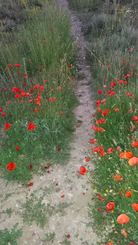 Foto: Primavera 2020 - Calatayud (Zaragoza), España