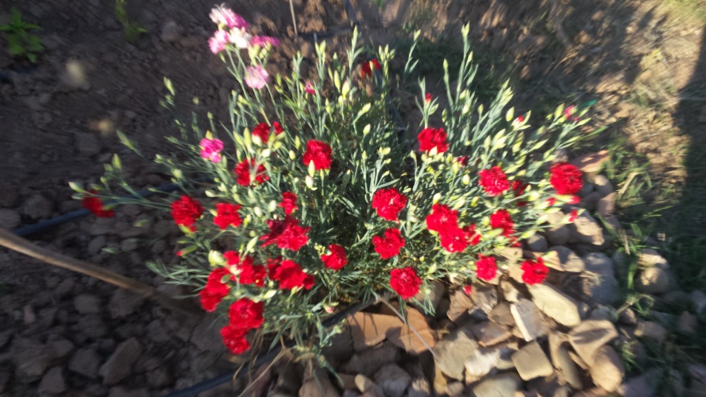 Foto: Primavera 2020 - Calatayud (Zaragoza), España