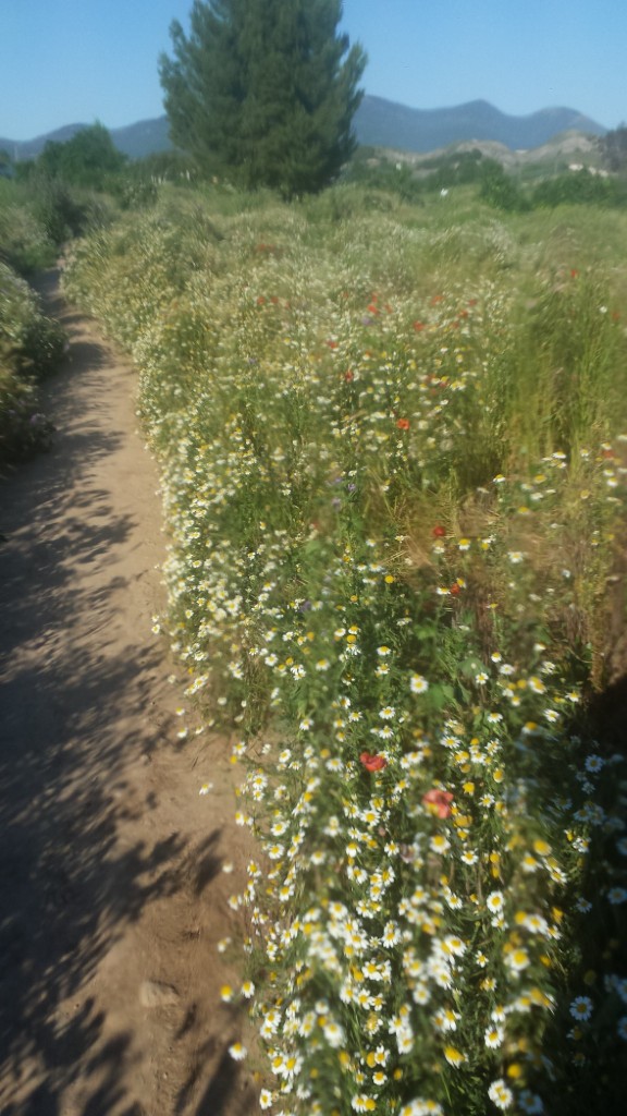 Foto: Primavera 2020 - Calatayud (Zaragoza), España