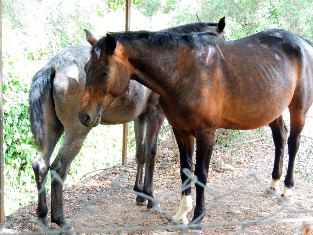 Foto de Prado del Rey (Cádiz), España