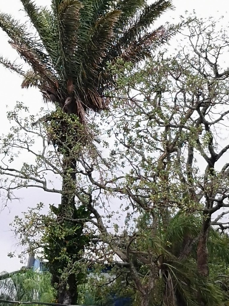 Foto: Motacú - Santa Cruz de la Sierra (Santa Cruz), Bolivia