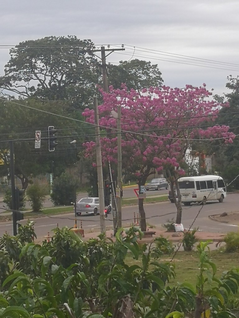 Foto: Tajibo - Santa Cruz de la Sierra (Santa Cruz), Bolivia
