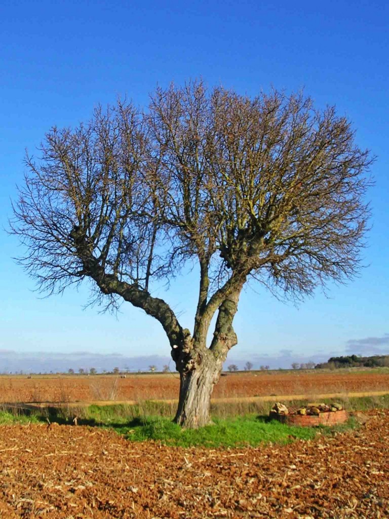 Foto: EL árbol y el pozo de la finca - Santa Cristina del Páramo (Castilla y León), España