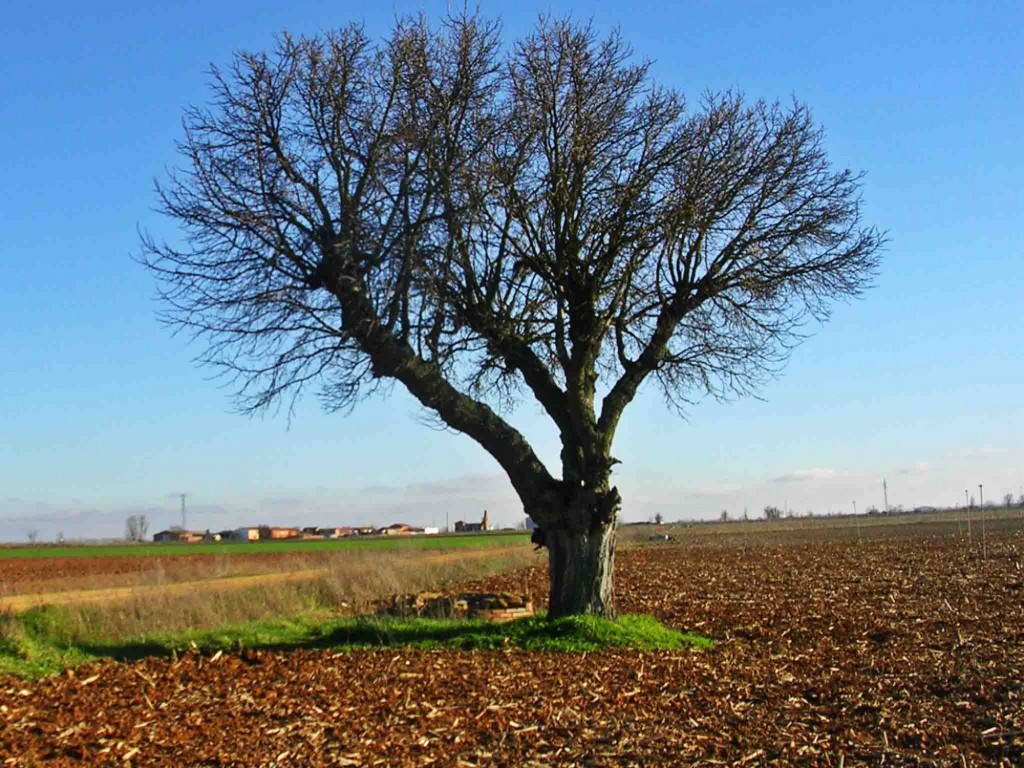 Foto: El árbol de la finca - Santa Cristina del Páramo (Castilla y León), España