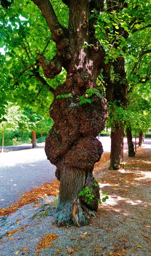 Foto: Schloss Schönbrunn - Wien (Vienna), Austria