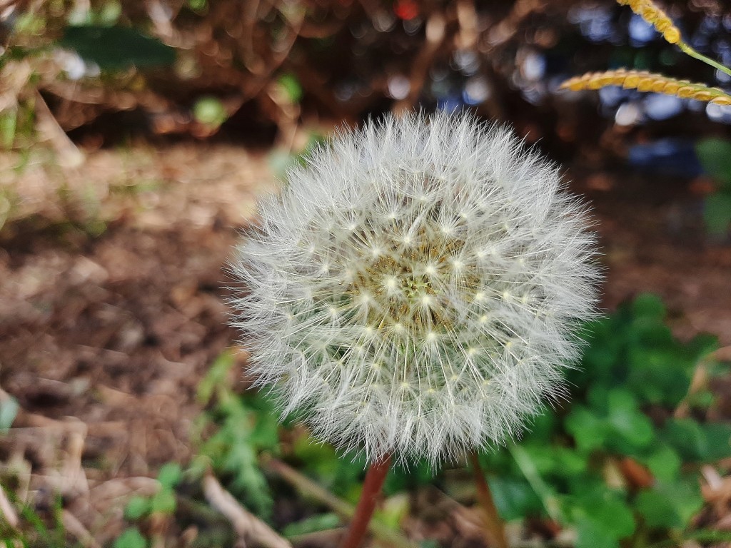 Foto: Flores en la ciudad - Barcelona (Cataluña), España