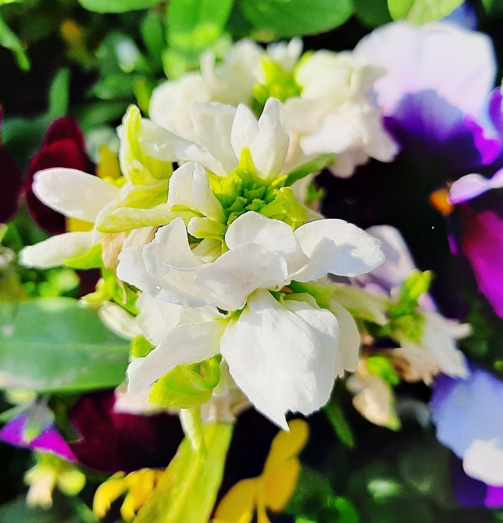 Foto: Flores en la ciudad - Barcelona (Cataluña), España