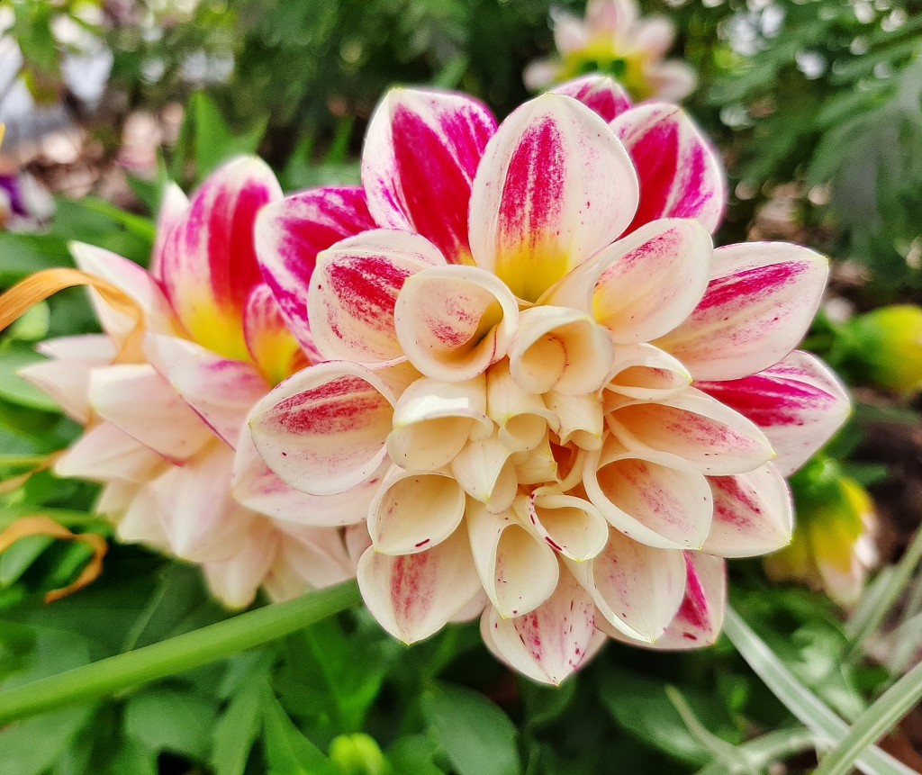 Foto: Flores en la ciudad - Barcelona (Cataluña), España
