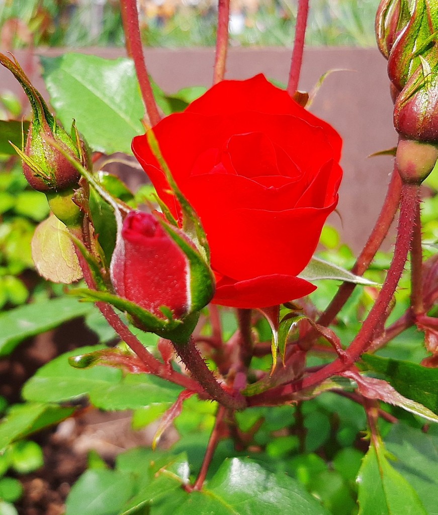 Foto: Flores en la ciudad - Barcelona (Cataluña), España