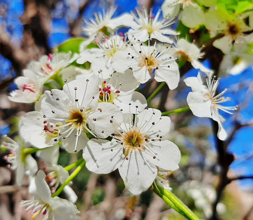 Foto: Flores en la ciudad - Barcelona (Cataluña), España
